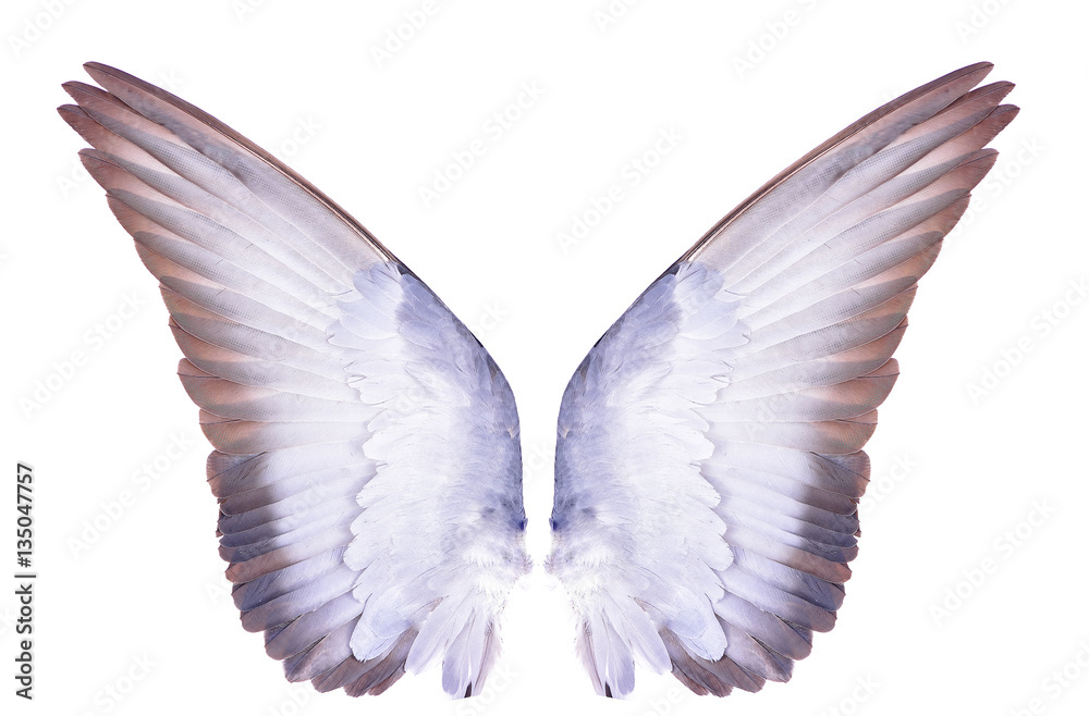 wings of birds on white bacground wings of birds on white bacground