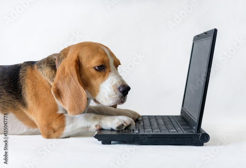 Beagle works on the laptop