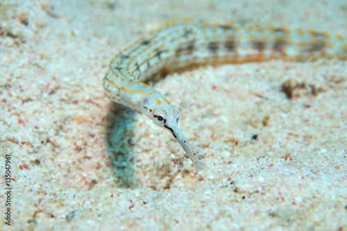 Schultz s pipefish