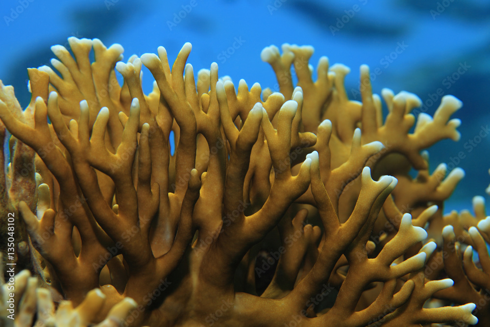 Naklejka premium Fire coral