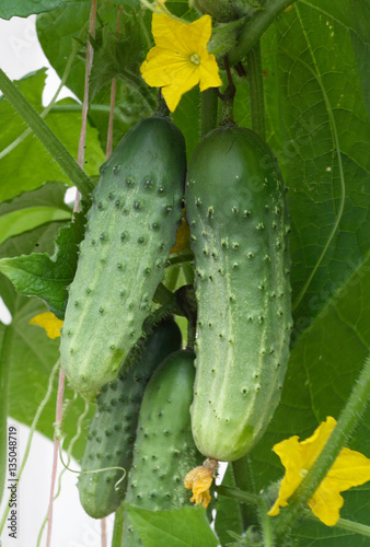 Growing cucumbers hanging on the branch