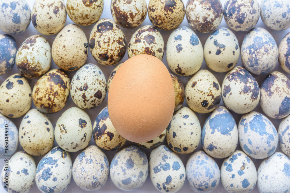 Colorful egg of bird and chicken Colorful egg of bird and chicken