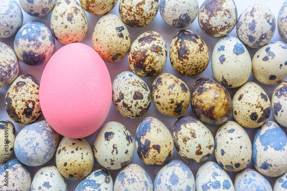 Colorful egg of bird and chicken