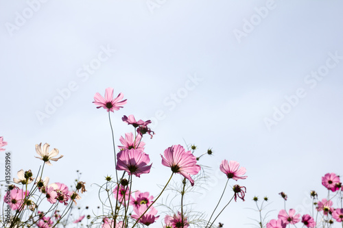 Silhouette of pink cosmos flower with blue sky background