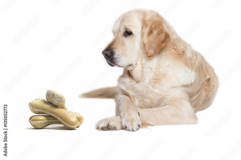 Lovely Golden Dog lying with its front paws crossed on the white background. Pile of dog bones is in front of the dog. Stock Photo | Adobe Stock