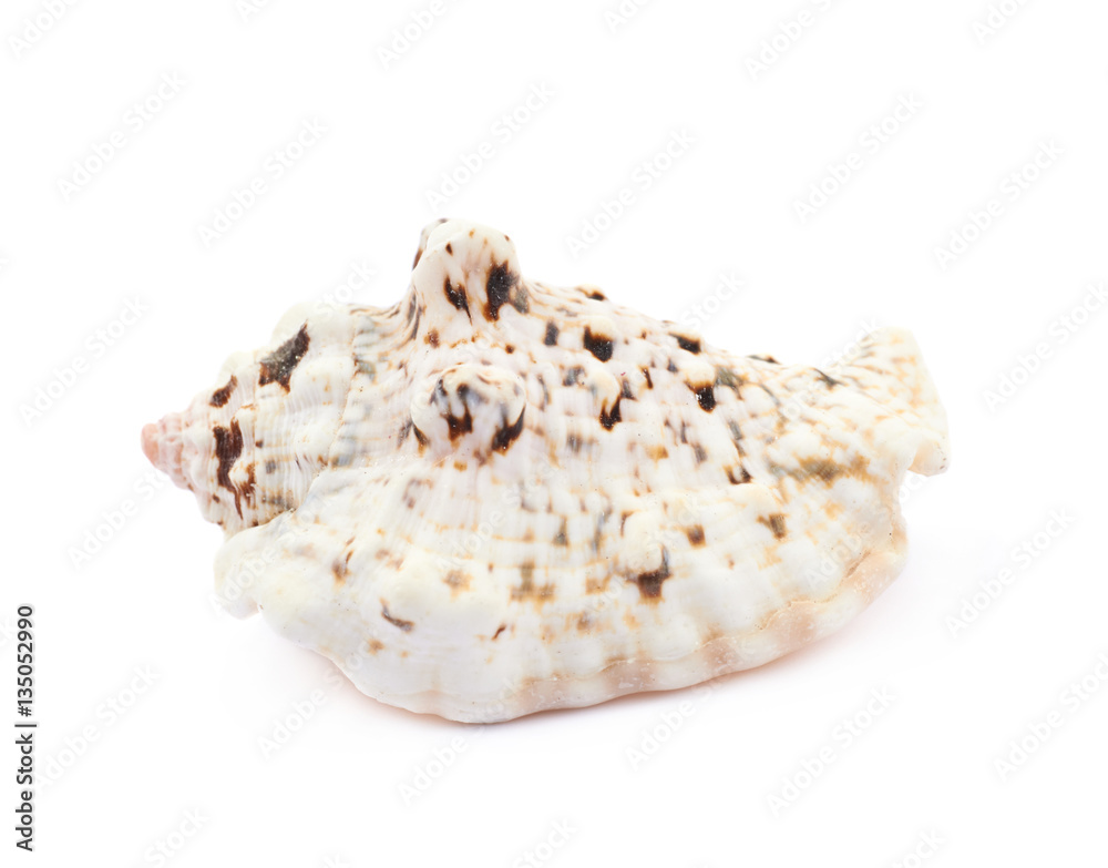 Sea shell isolated Sea shell isolated