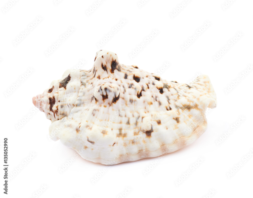 Sea shell isolated