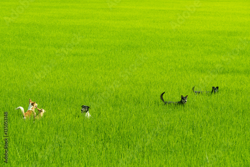 Fototapeta Naklejka Na Ścianę i Meble -  Rice field background.