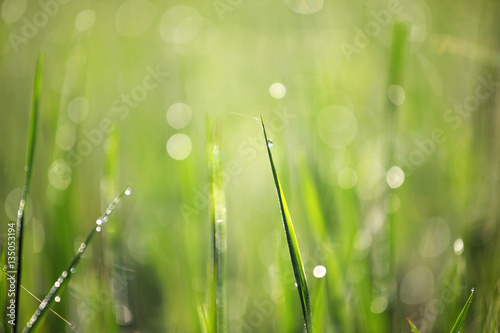 morning dew drop on rice plant with beautiful bokeh background.