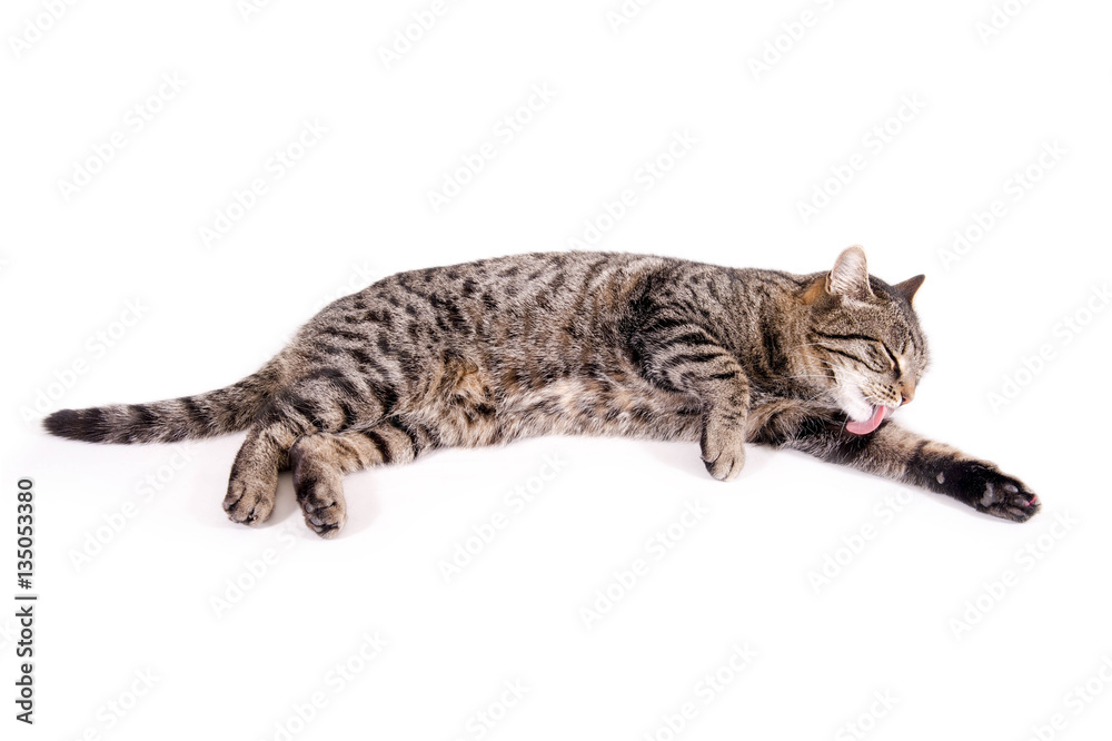 Liegende Katze, putzt sich Stock Photo | Adobe Stock