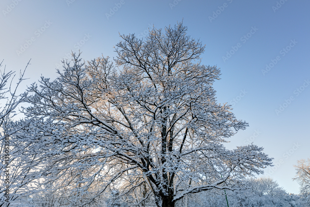 Snowy trees. Hoarfrost against a blue sky. Snowy trees. Hoarfrost against a blue sky.