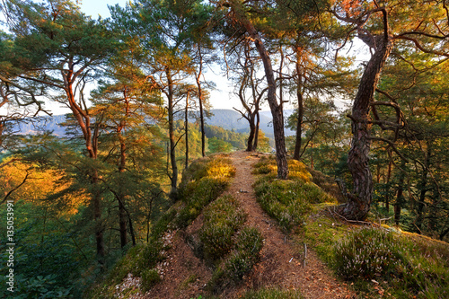 Sunrise in the Forest