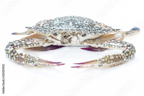 Fresh blue crab on white background for cooking.