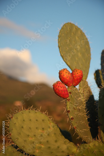 Prickly pears on the background of the setting sun