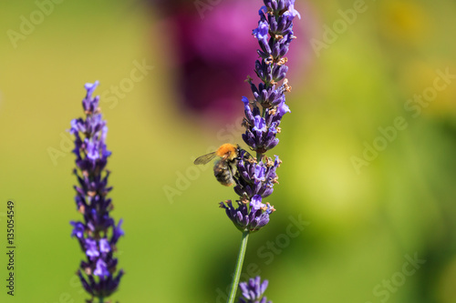 Bumblebee on Lavender photo