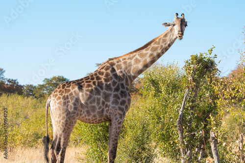 Giraffe in African Landscape 