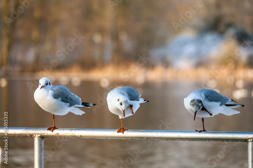 Black-Headed Gull's photo