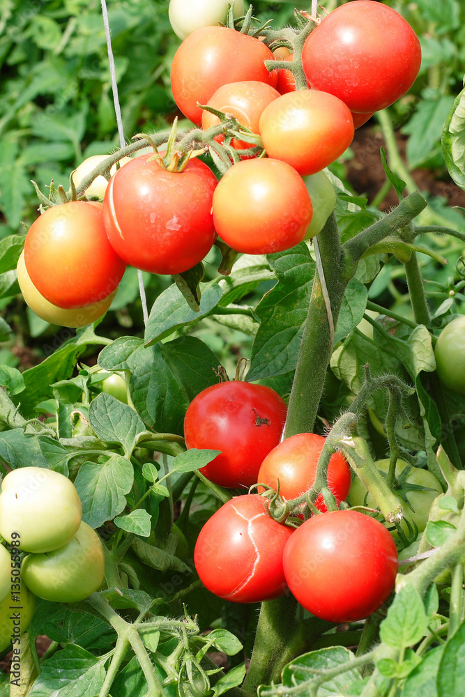 Red tomatoes ripening