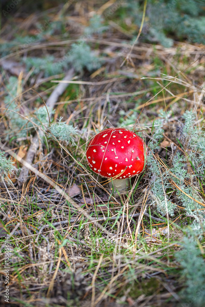 Mushroom fly agaric in the forest close-up