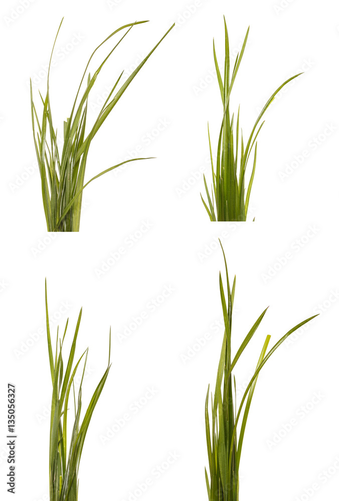 bundle of green grass isolated on white background