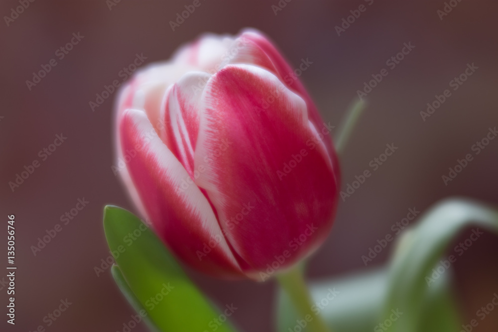 Pink tulip