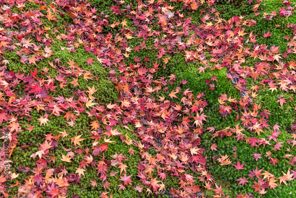 Colorful japanese maple leaves on green moss in autumn forest.