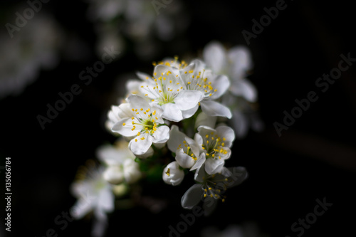 Blossom apple tree over black background, spring flowers