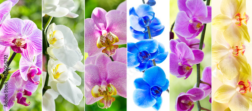 Fototapeta Naklejka Na Ścianę i Meble -  collage of various orchid flowers