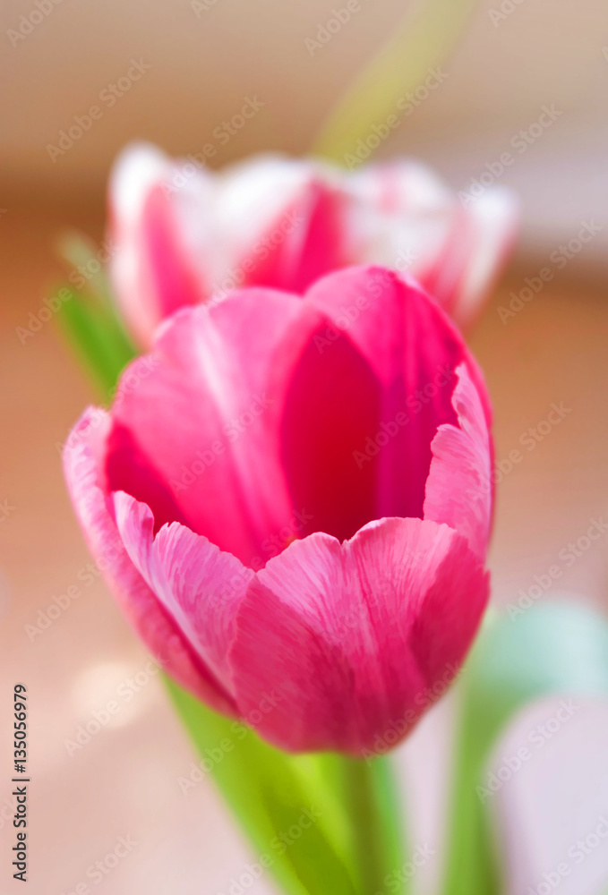 Pink tulip