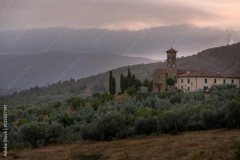 Olive trees plantation on the hills, Tuscany, Italy