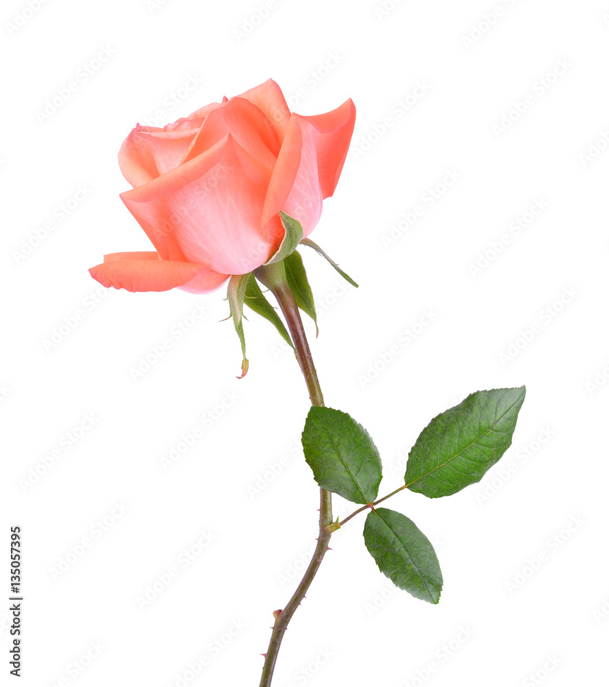 Obraz premium rose on white background