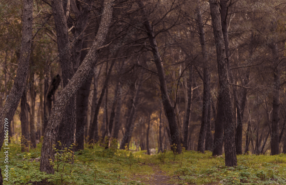 early spring Forest in the hills of Sicily