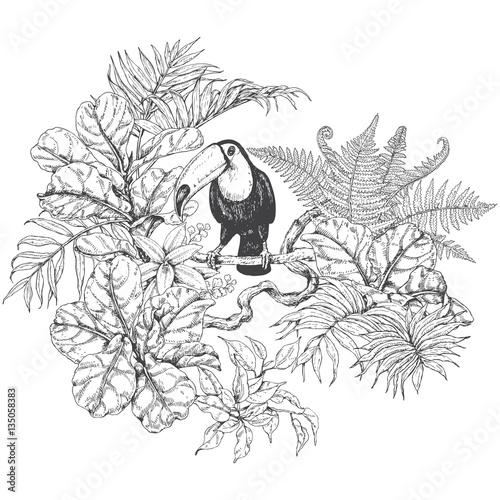 Tropical Plants  and  Sitting Toucan