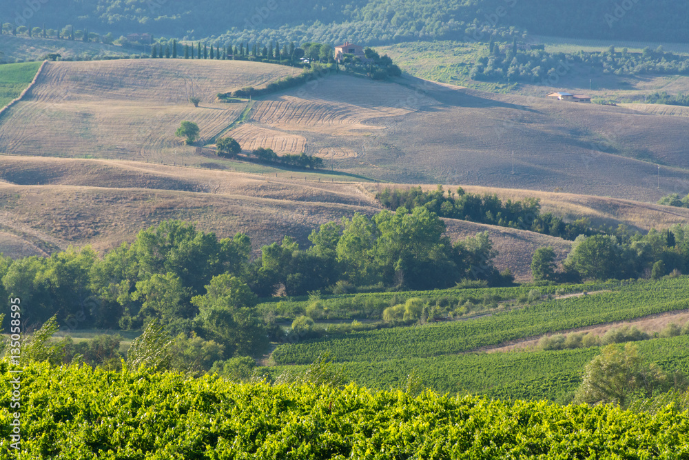 Fototapeta premium Typical vineyards hills of Tuscany, as seen from Montepulciano,