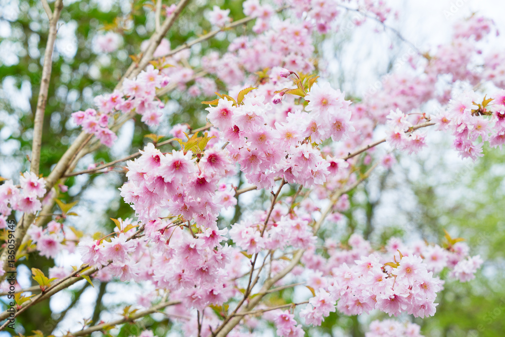 Blooming pink cherry tree flowers in spring Blooming pink cherry tree flowers in spring