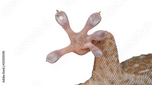 Gecko feet on glass