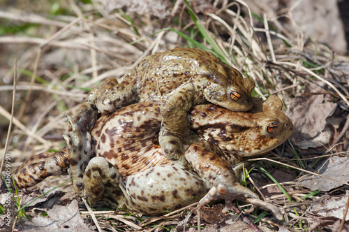 Tired frog - mating of toads
