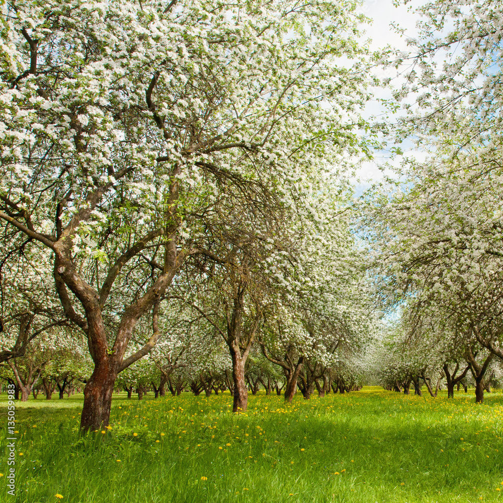 Nature Spring Landscape with blossoming Apple garden Nature Spring Landscape with blossoming Apple garden