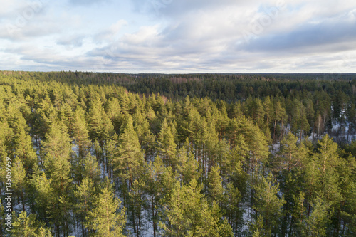 Aerial photo of winter pine forest in daylight, drone photo © GCapture