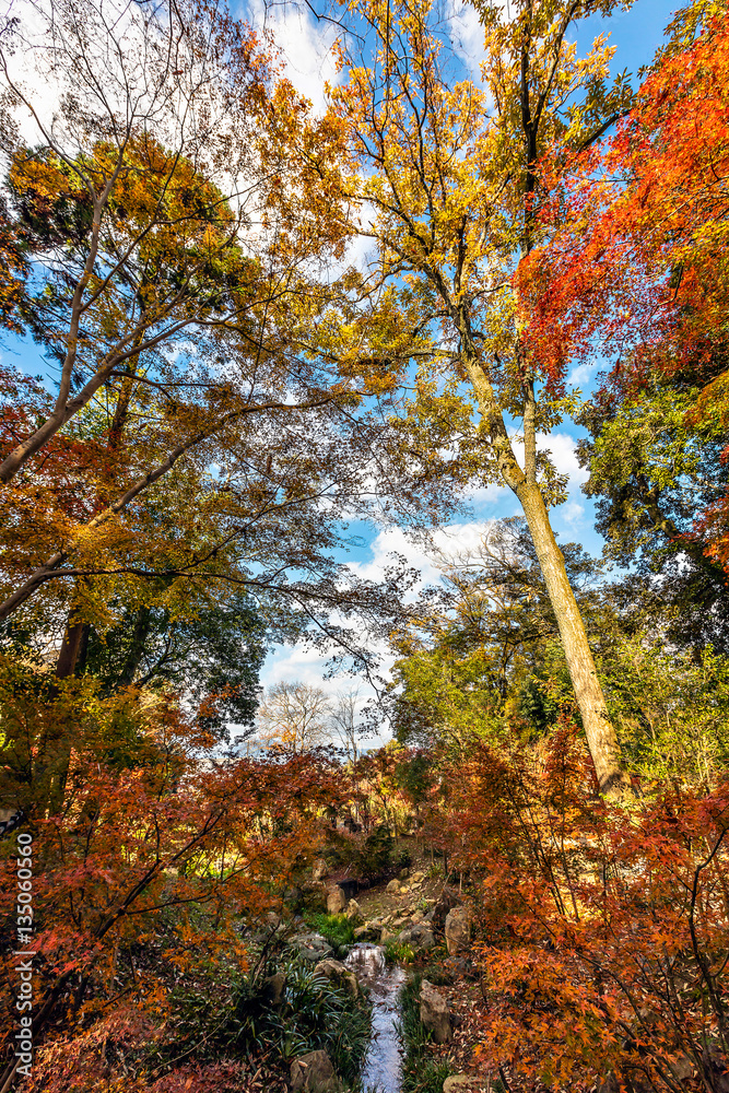 Fototapeta premium Autumn leaves on sunshine background