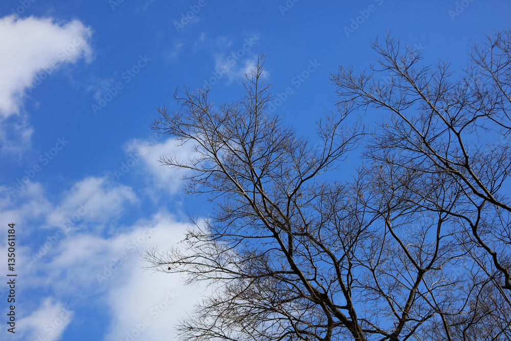 Dry tree on blue sky background Dry tree on blue sky background