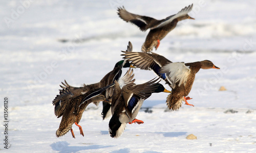 Flock of Mallard Ducks (Anas platyrhynchos) taking off by the river.A group of wild ducks flying above ice coverd river Danube,in Belgrade,Zemun,Serbia. 
