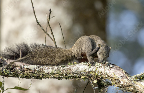 Squiral photo