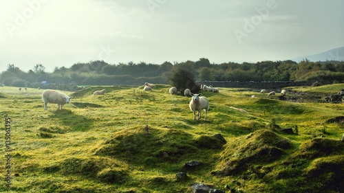 Sheeps in irish field photo