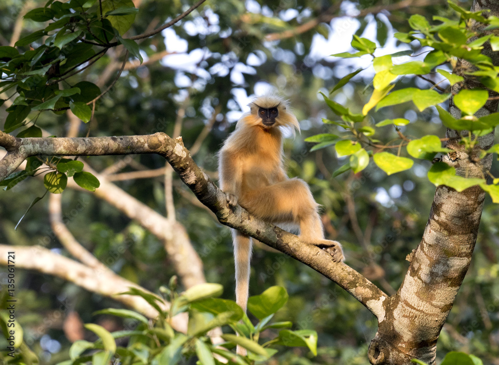 Golden Langur Golden Langur