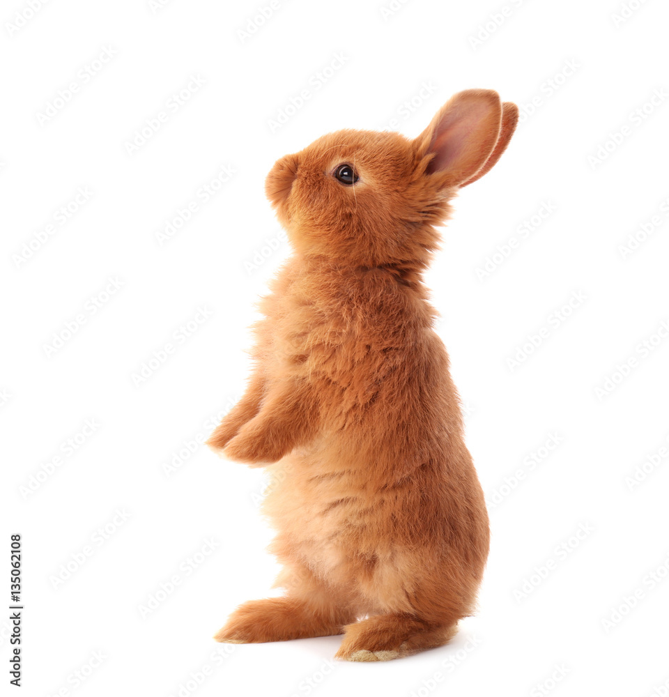 Obraz premium Cute funny rabbit on white background