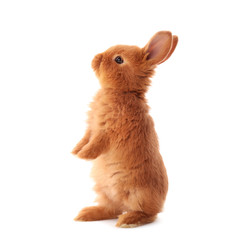 Cute funny rabbit on white background