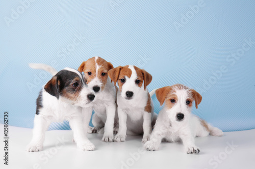 Cute funny dogs on color background © Africa Studio