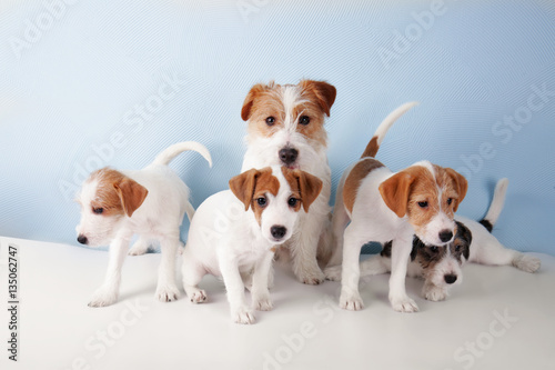 Cute funny dogs on color background
