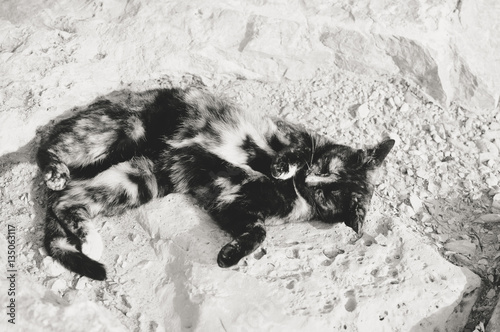 Fototapeta Naklejka Na Ścianę i Meble -  Cat on sunny outdoors background